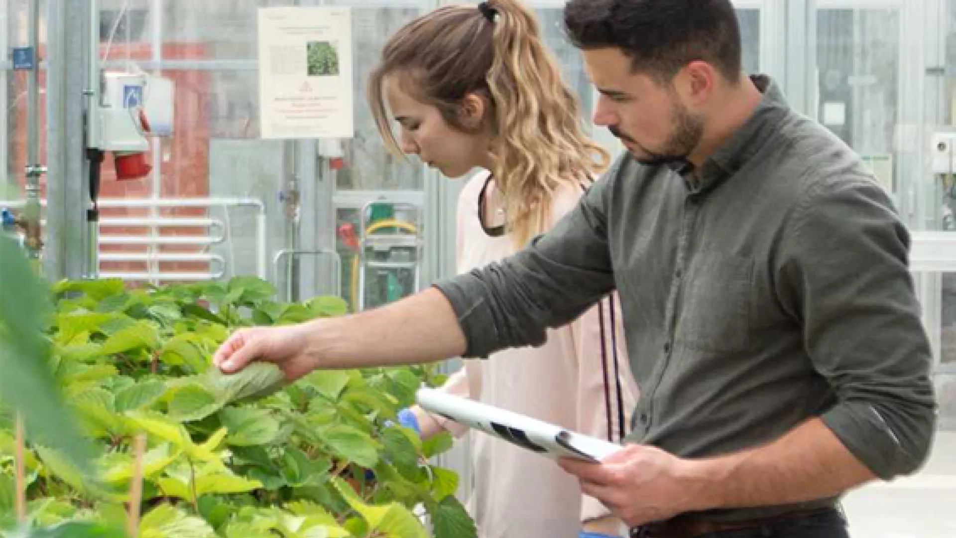2 personnes analysant des plantes