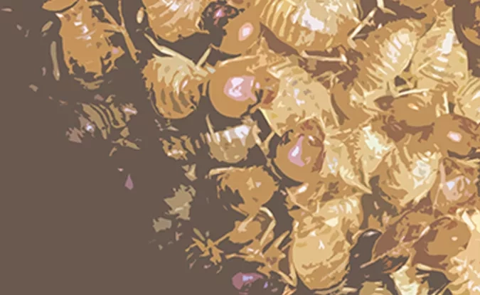Illustration pour la conférence autour des savoir autochtones sur les insectes