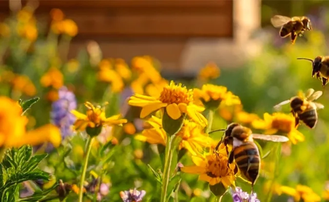 Explorer la biodiversité urbaine