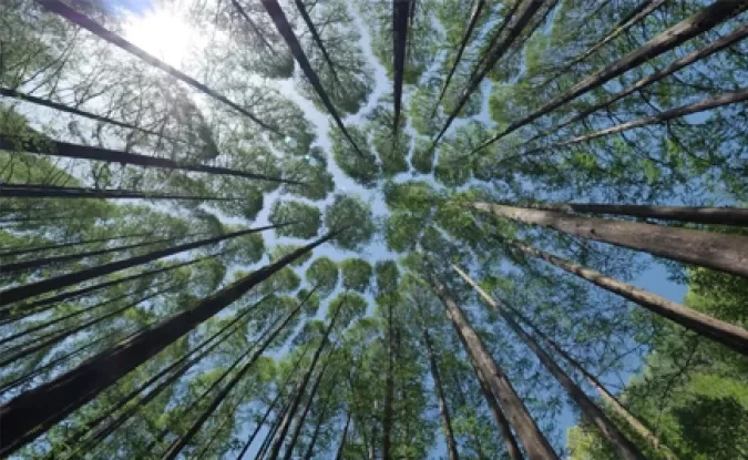 arbres