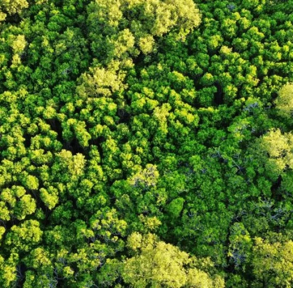 Forêt vue du dessus