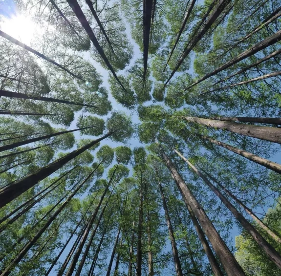 une forêt avec des arbres vu d'en bas