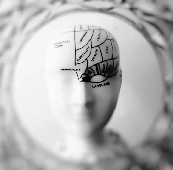 Article cerveau Minerva