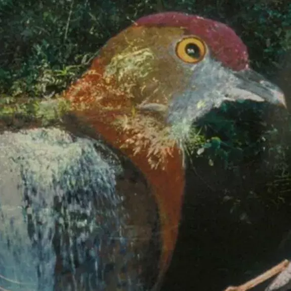 Voices of the rainforest 