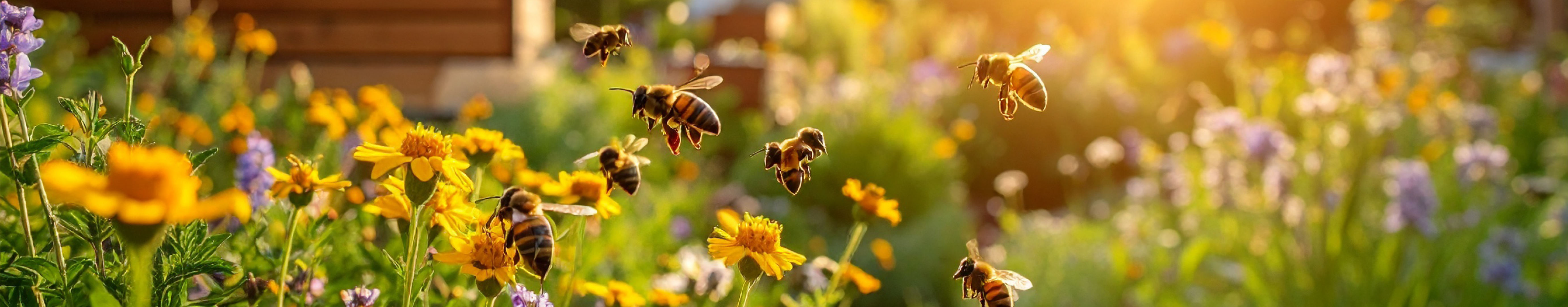 visuel du cours Explorer la biodiversité en ville