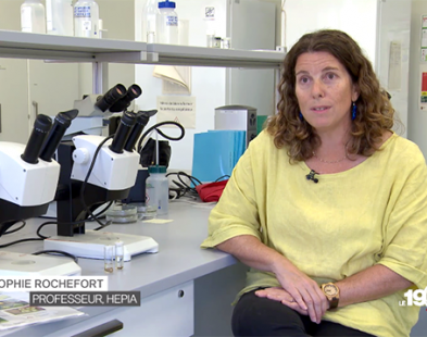 Sophie Rochefort dans le laboratoire d'entomologie d'HEPIA