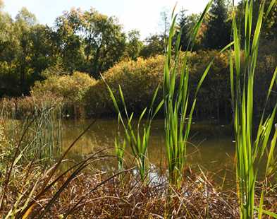 Etang de Boix Vieux - projet PONDERFUL