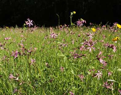 Prairie humide à fleur de coucou (Holcetum lanati)