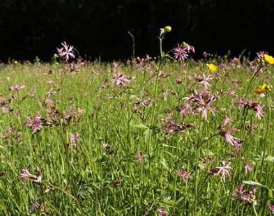 Prairie humide à fleur de coucou (Holcetum lanati)