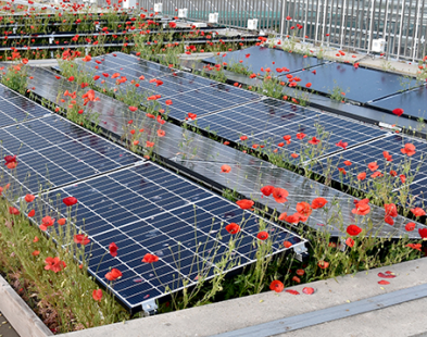 Toiture biosolaire, dôme surélevé, végétalisation extensive