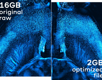 L. Batti & S. Pagès, Wyss Center for Bio and Neuroengineering