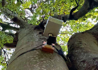 Chêne équipé d'un boitier de monitorage