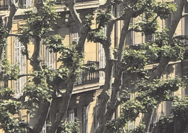 visuel de l'événement l'arbre et la cité