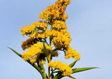 Solidago gigantea