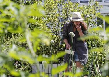 Le bio di potager d'HEPIA