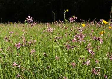Prairie humide à fleur de coucou (Holcetum lanati)