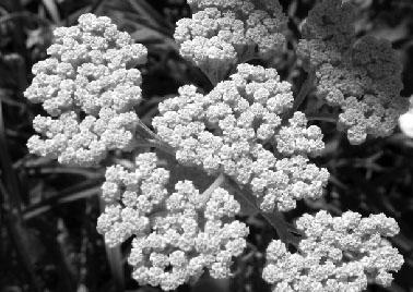 Photo conférence Des plantes et des sols