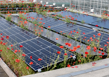 Toiture biosolaire, dôme surélevé, végétalisation extensive