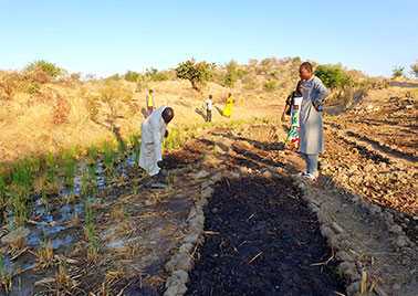 Photo agroécologie au Tchad