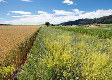 Agroecologie