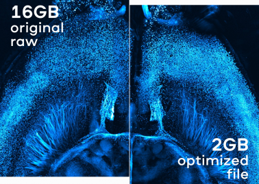 L. Batti & S. Pagès, Wyss Center for Bio and Neuroengineering