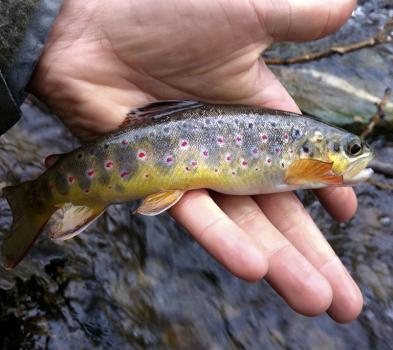 Photo truite fario CAS poissons