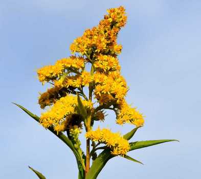 Solidago gigantea