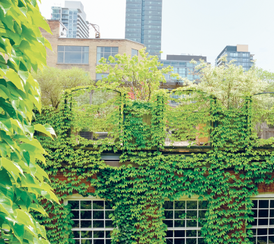 visuel cas nature en ville