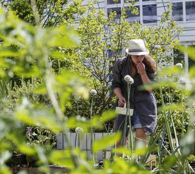 Le bio di potager d'HEPIA