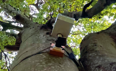 Chêne équipé d'un boitier de monitorage