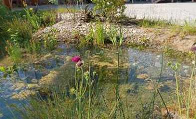 Etang urbain Venturi d'HEPIA