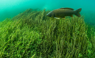 Photo de © Michel Roggo, carpe dans le Léman