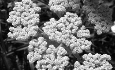 Photo conférence Des plantes et des sols