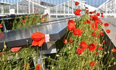 Photo toitures biosolaires, site de HEPIA LullierJussy