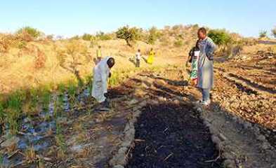 Photo agroécologie au Tchad