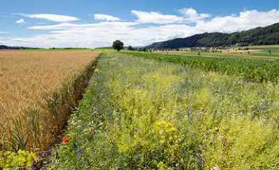 Agroecologie