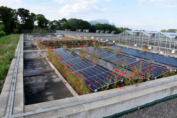 4. Lullier: dômes surélevés, toiture végétation extensive, substrat commercial minéral