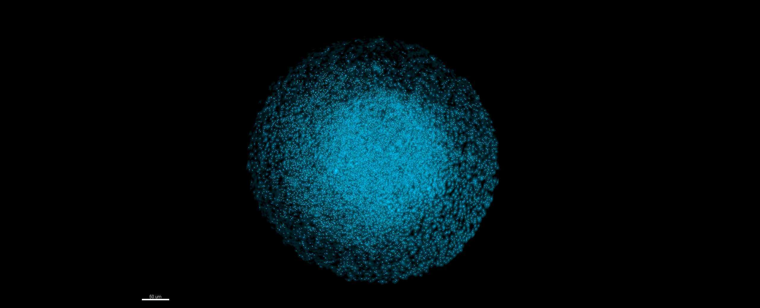 Optical Projection Tomography of a neural tissue organoid