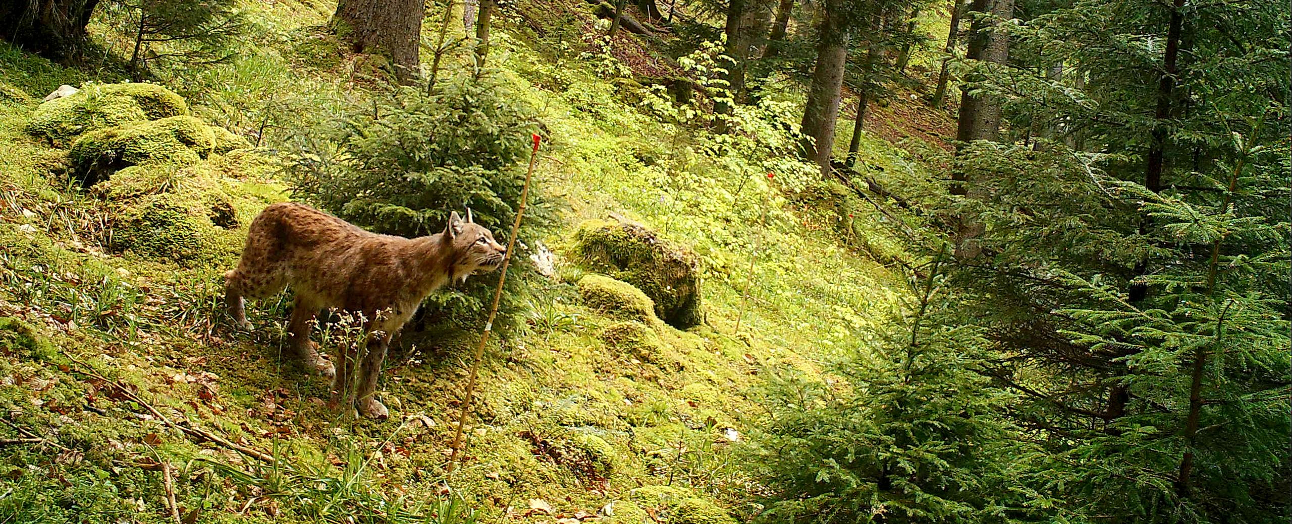 piégeage photographique