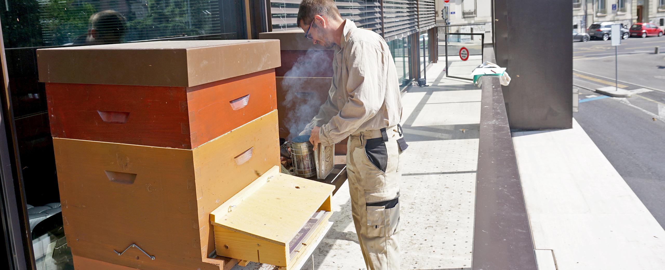 evaluation of the resources used by bees in the city