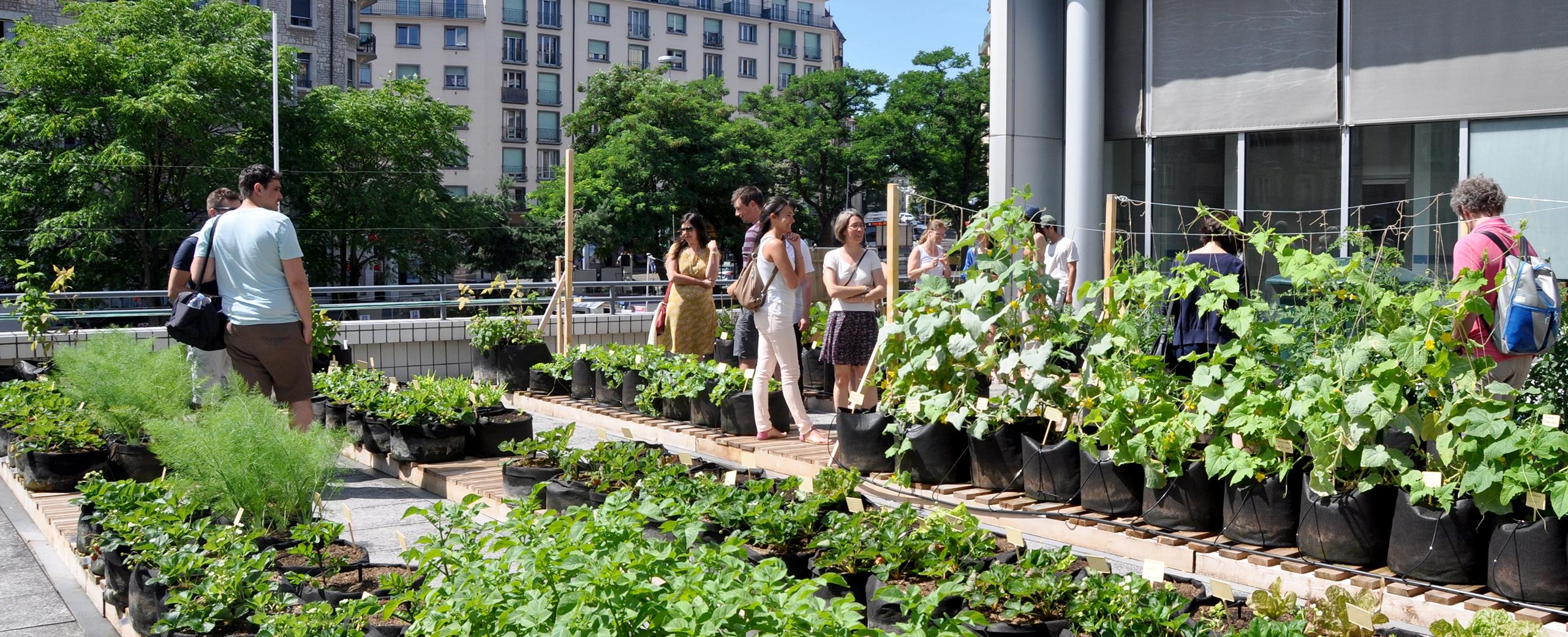 Potentiels de culture de légumes et fruits en ville