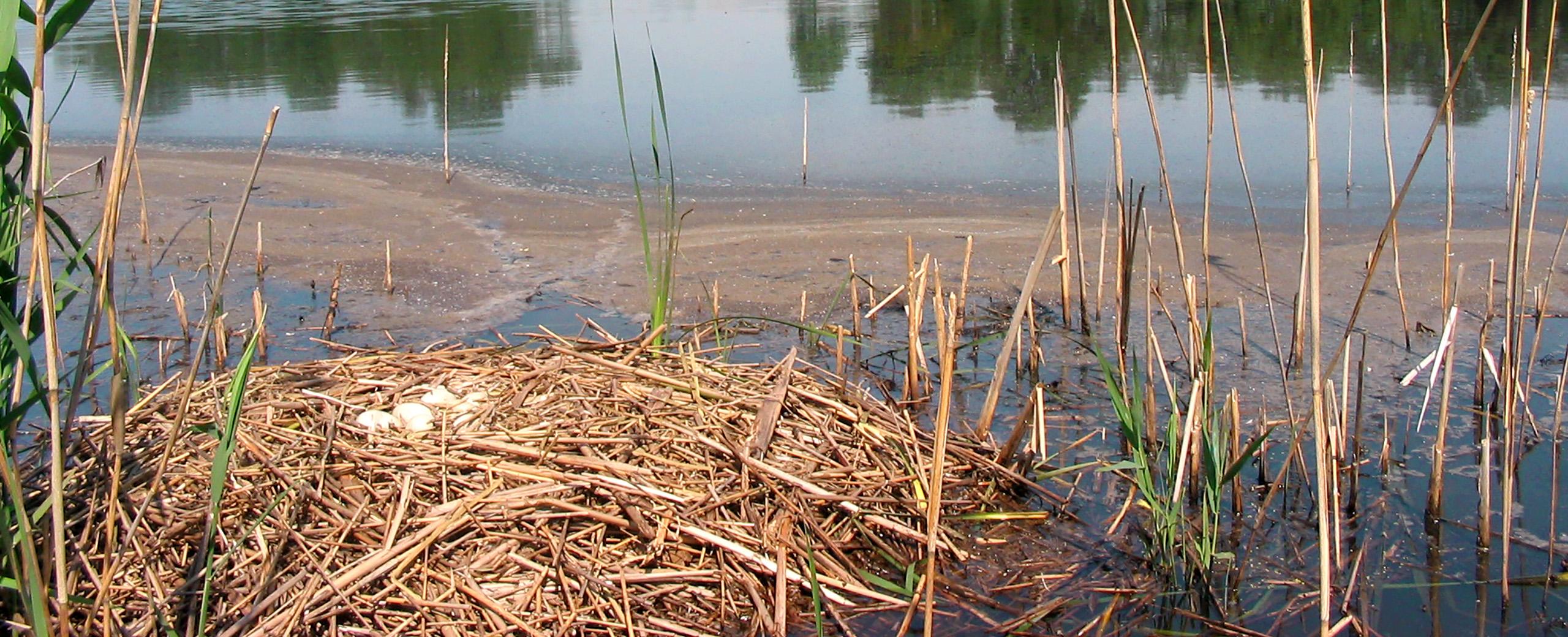 Impact of climate change on ecosystems and species