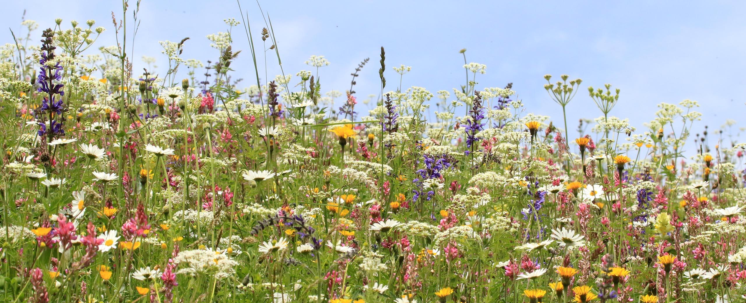 Identify and classify natural environments