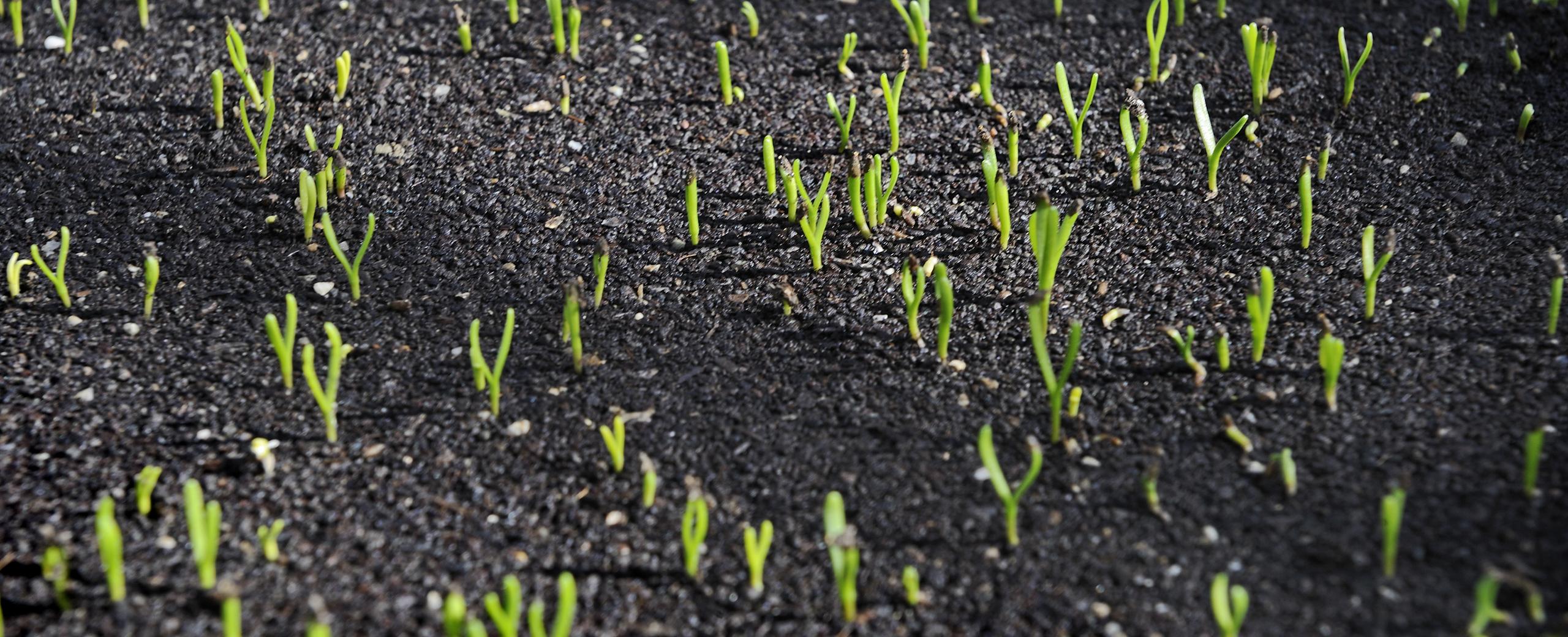 Technosoils based on biochar