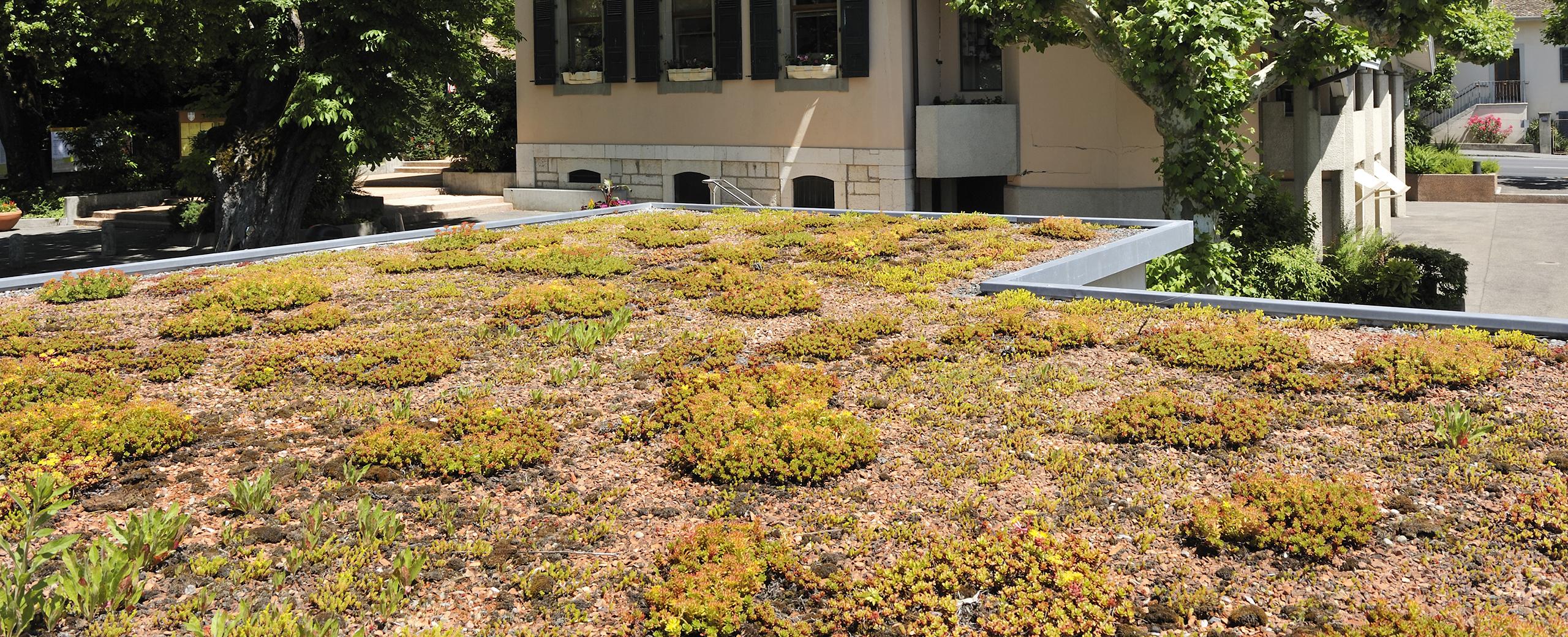 Green roofs