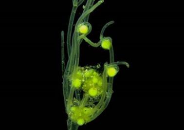photo nitella syncarpa