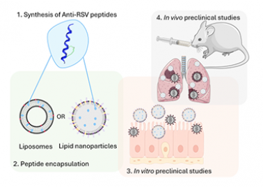 RSV Peptides antivirals
