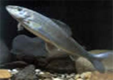 photo thymallus2