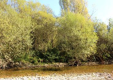 Photo projet Saules et Rhône