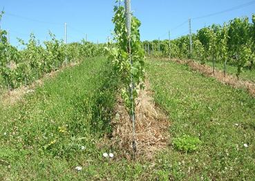 Parcelles viticoles du réseau ensemencée avec le mélange de graines pilote